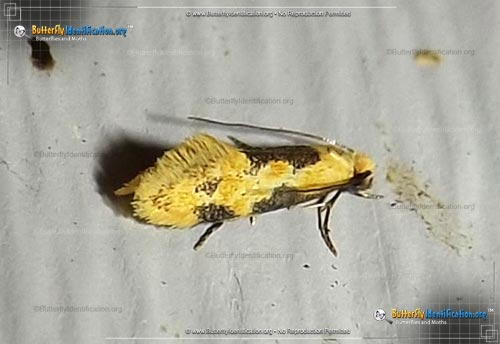 Thumbnail image #1 of the Yellow Wave Moth