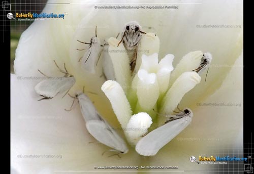 Thumbnail image #1 of the Yucca Moth