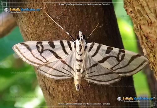 Thumbnail image #1 of the Zebra Conchylodes Moth