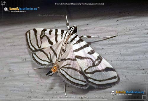 Thumbnail image #2 of the Zebra Conchylodes Moth