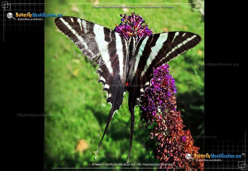 Thumbnail image #1 of the Zebra Swallowtail