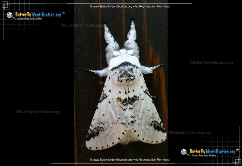 Thumbnail image #1 of the Zig-Zag Furcula Moth