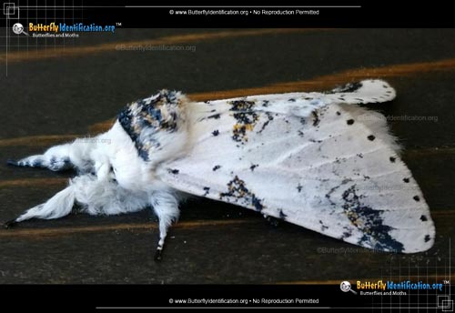 Thumbnail image #2 of the Zig-Zag Furcula Moth