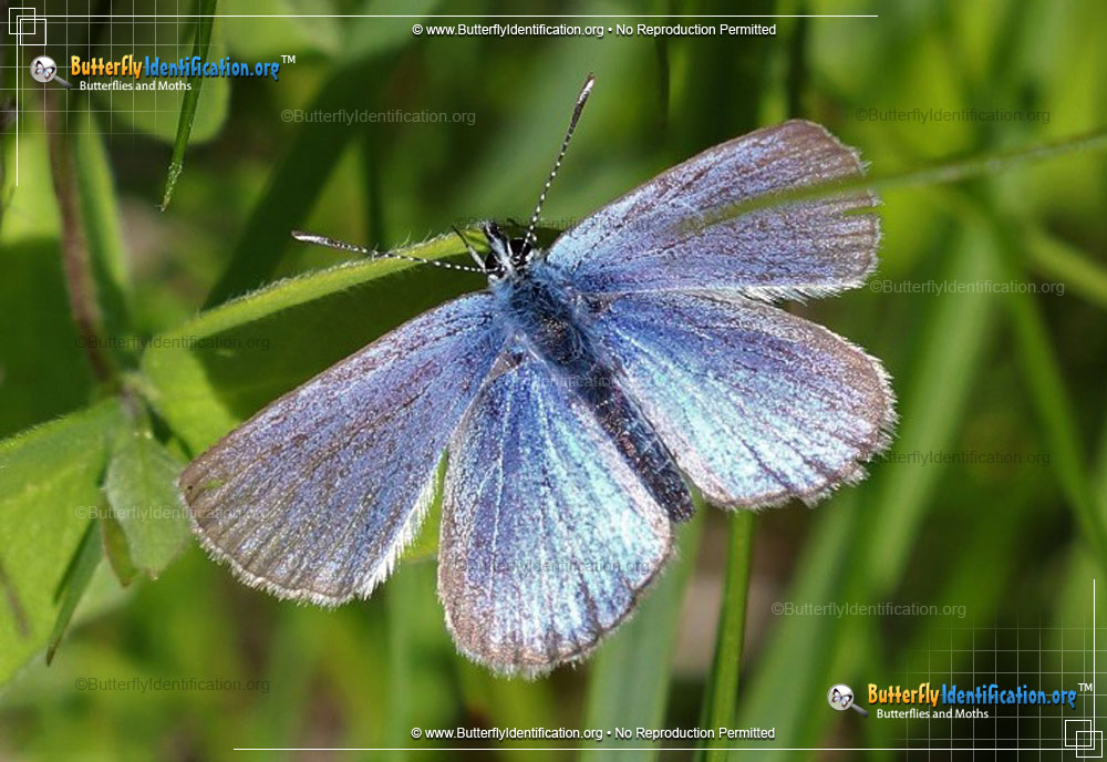 Full-sized image #1 of the Melissa Blue Butterfly