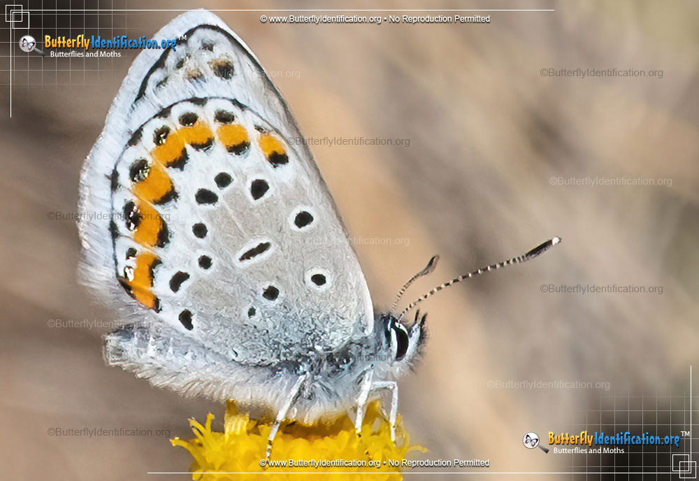 Full-sized image #2 of the Melissa Blue Butterfly