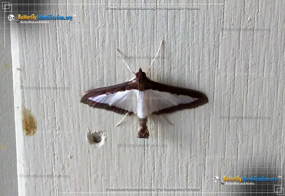 Full-sized image #2 of the Melonworm Moth