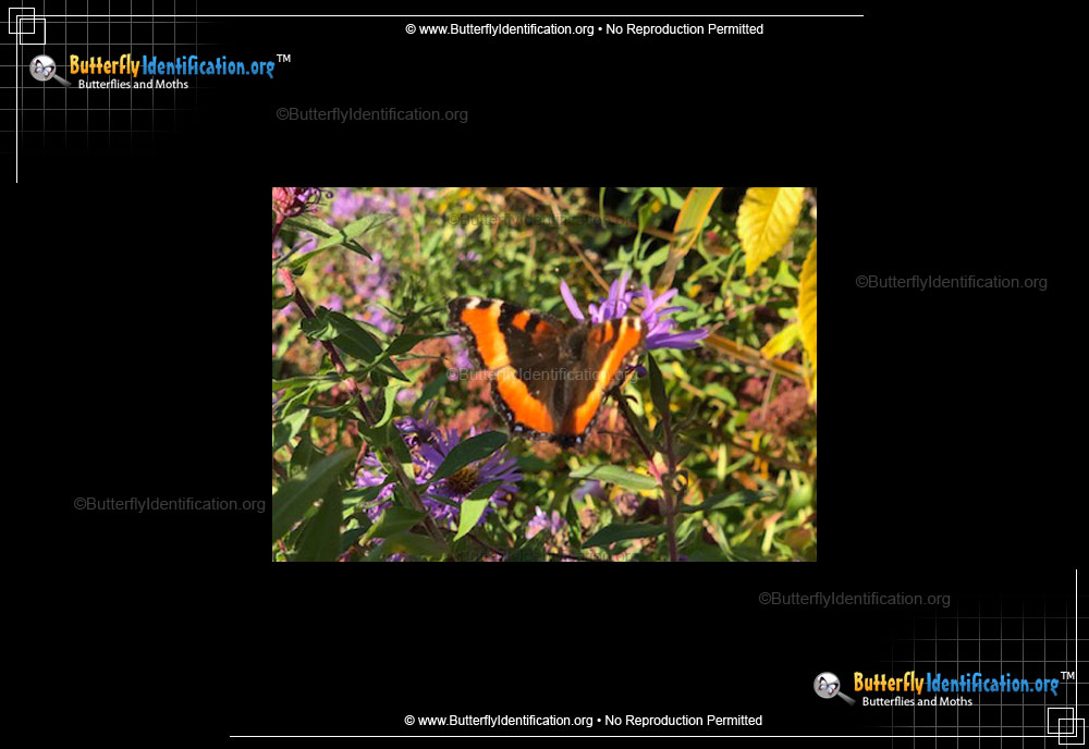 Full-sized image #5 of the Milbert's Tortoiseshell Butterfly