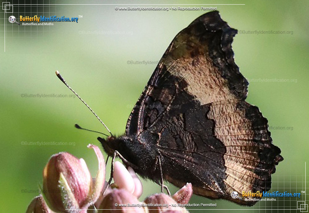 Full-sized image #6 of the Milbert's Tortoiseshell Butterfly