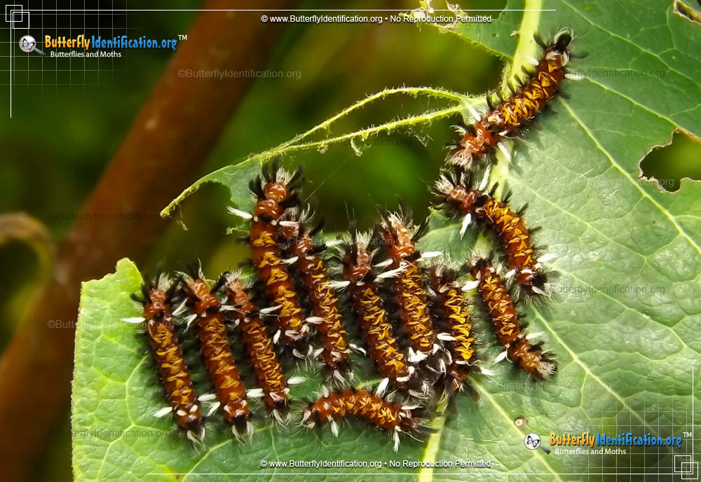 Full-sized caterpillar image of the Milkweed Tussock Moth