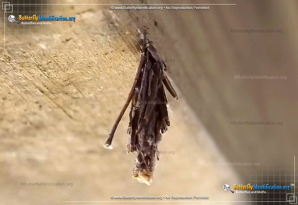 Full-sized image #2 of the Mini Bagworm Moth
