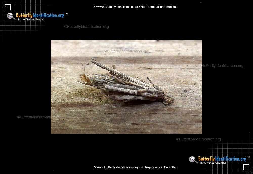 Full-sized image #3 of the Mini Bagworm Moth