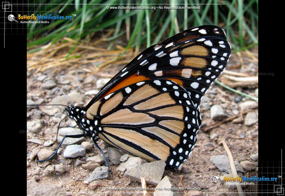 Full-sized image #2 of the Monarch Butterfly