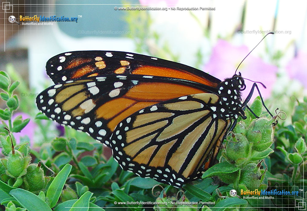 Full-sized image #4 of the Monarch Butterfly