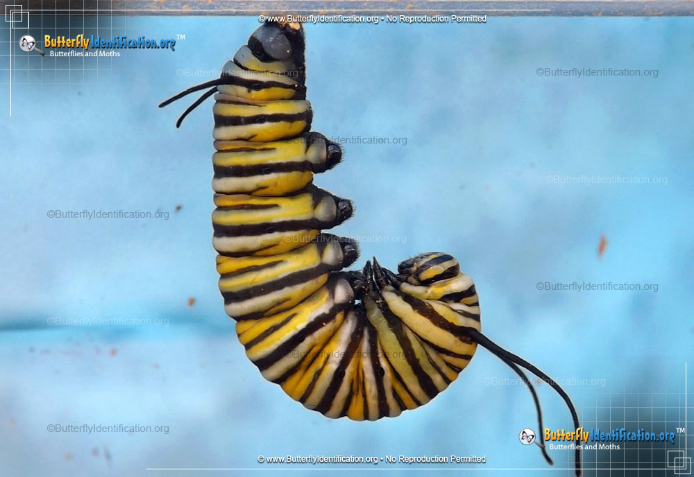 Full-sized caterpillar image of the Monarch Butterfly