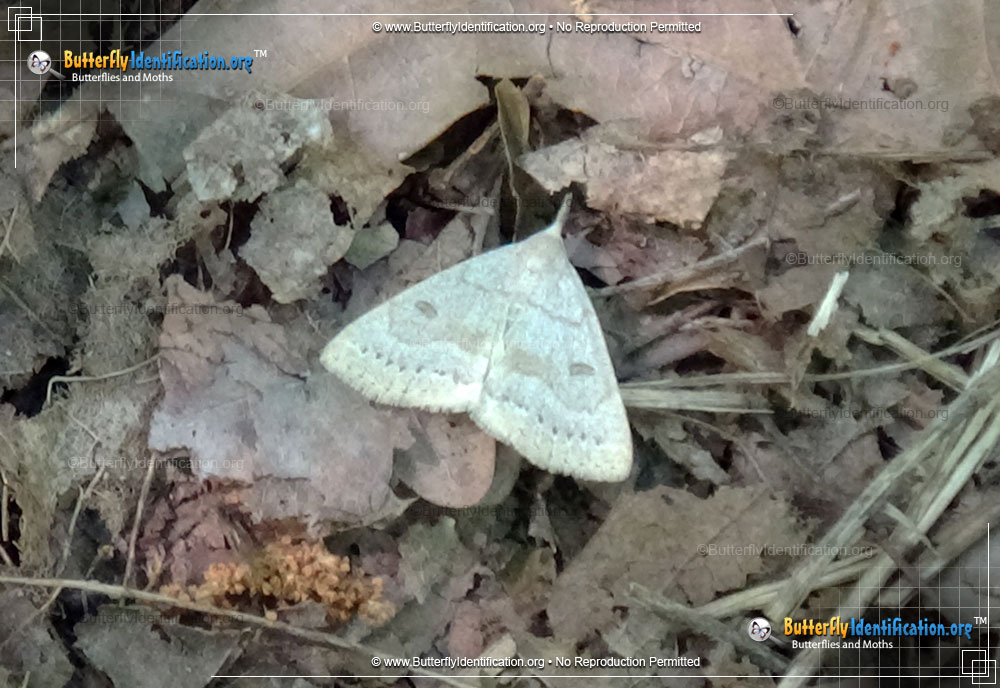 Full-sized image #1 of the Morbid Owlet Moth