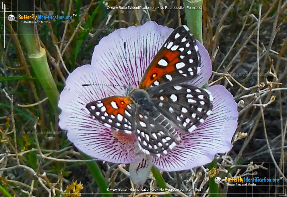Full-sized image #2 of the Mormon Metalmark Butterfly