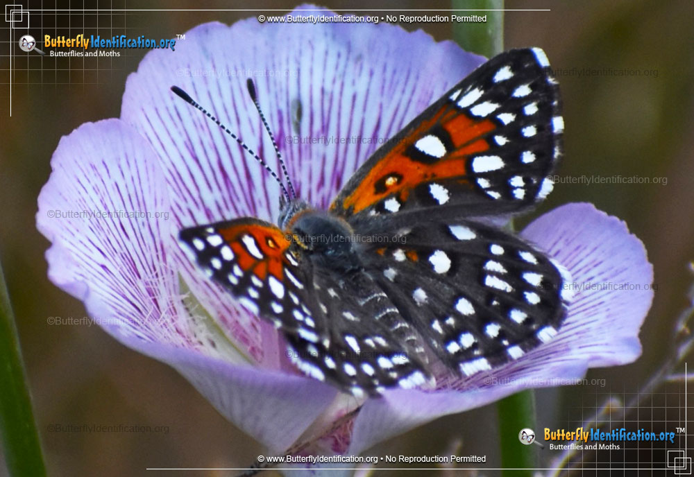 Full-sized image #3 of the Mormon Metalmark Butterfly