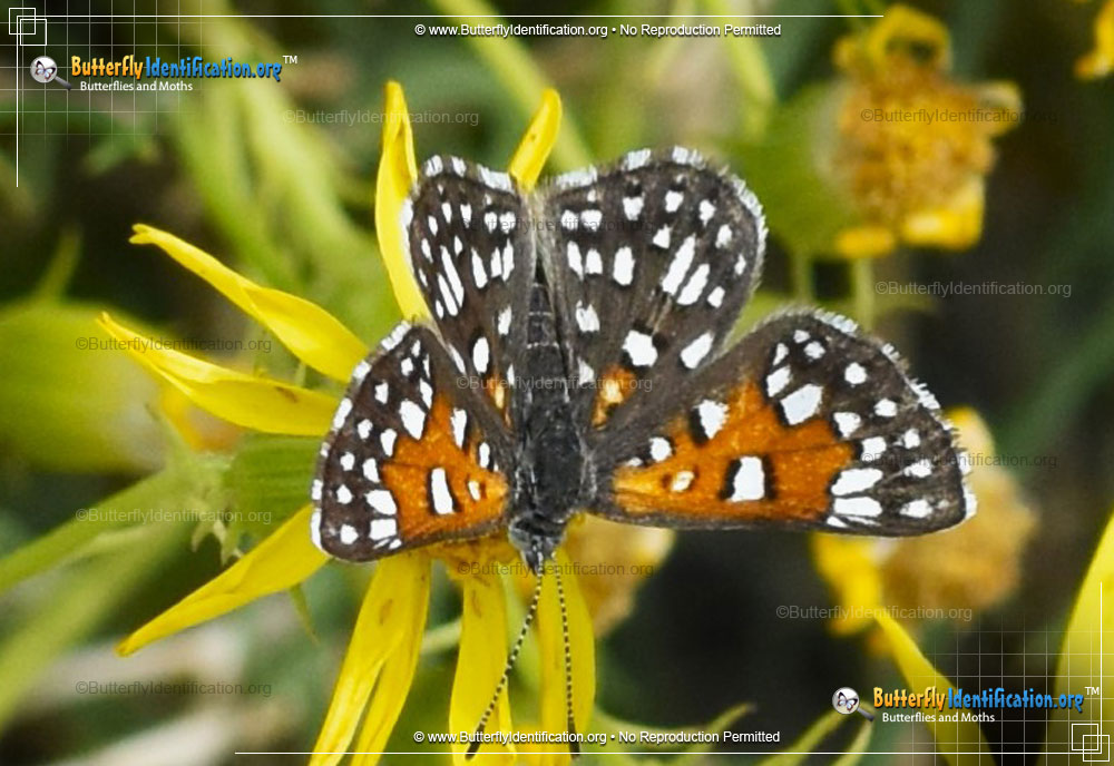 Full-sized image #5 of the Mormon Metalmark Butterfly