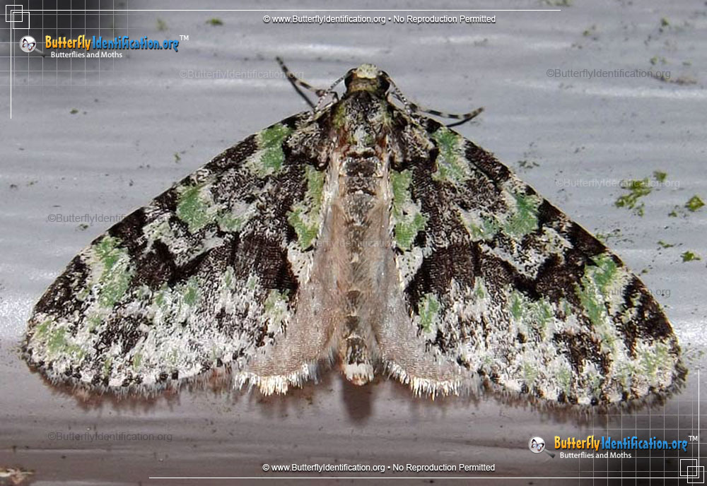 Full-sized image #1 of the Mottled Gray Carpet Moth