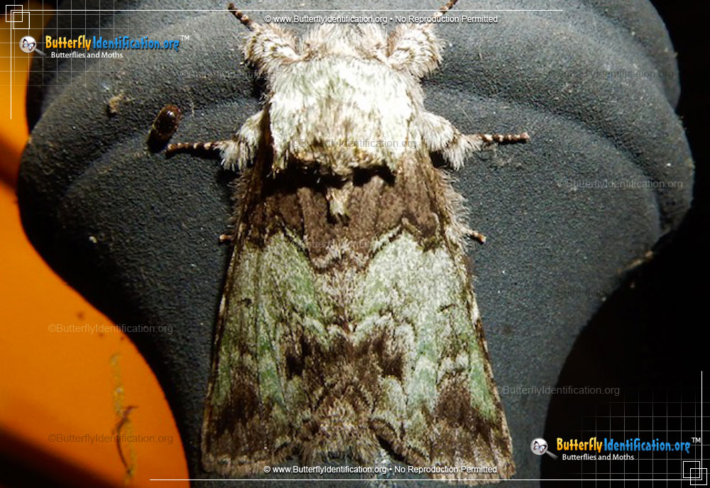 Full-sized image #1 of the Mottled Prominent Moth