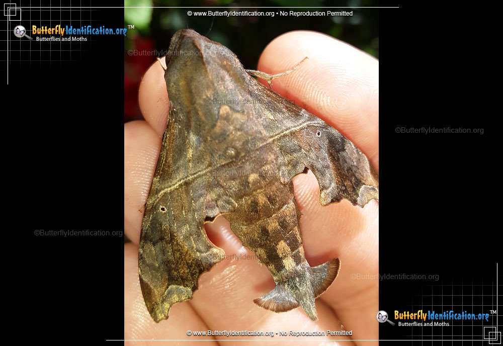 Full-sized image #3 of the Mournful Sphinx Moth