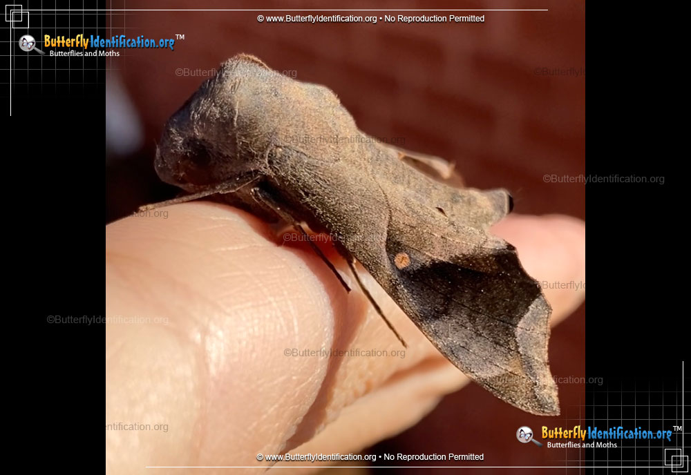Full-sized image #6 of the Mournful Sphinx Moth