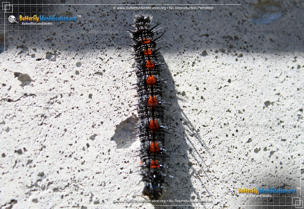 Full-sized caterpillar image of the Mourning Cloak Butterfly