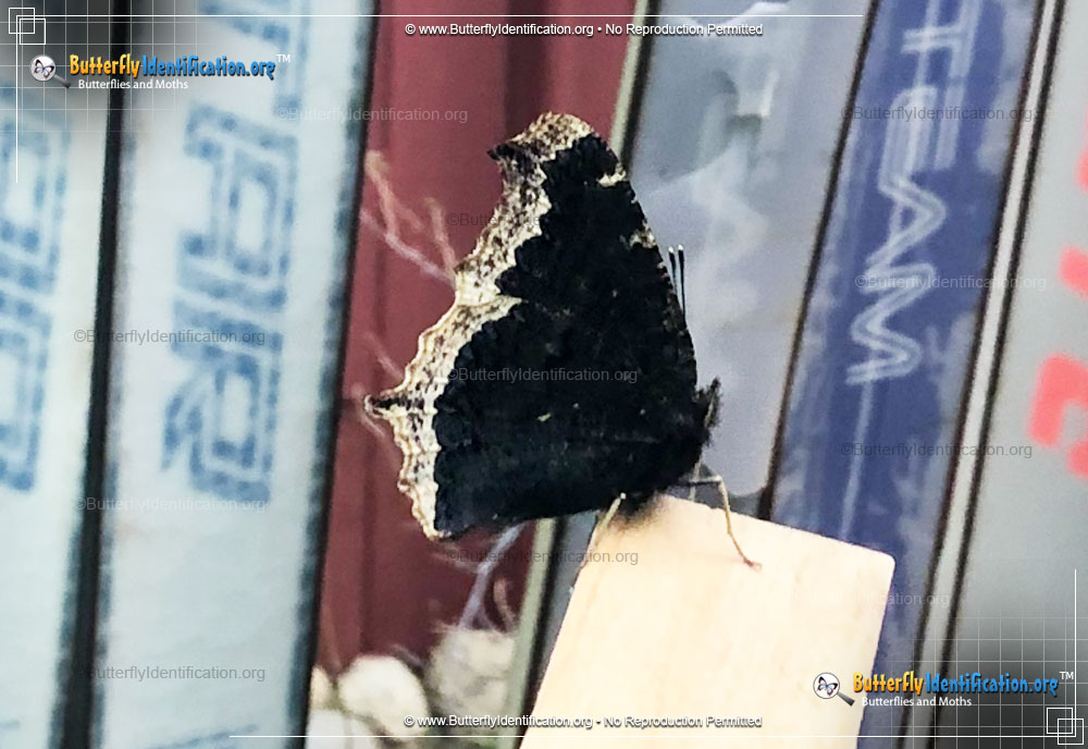 Full-sized image #5 of the Mourning Cloak Butterfly