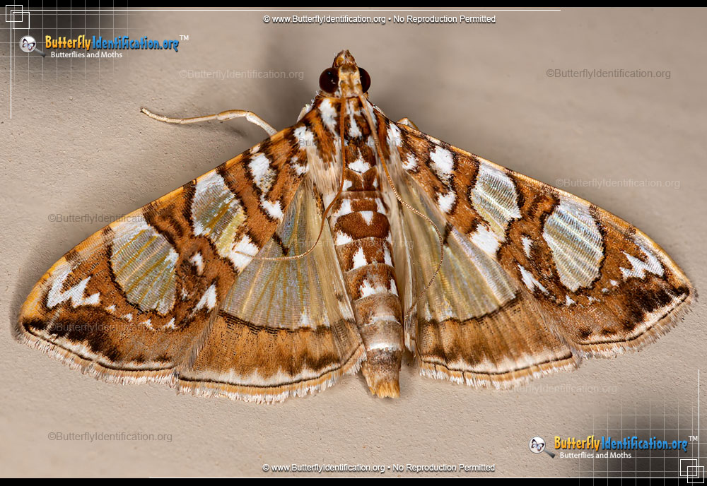 Full-sized image #1 of the Mulberry Leaftier Moth