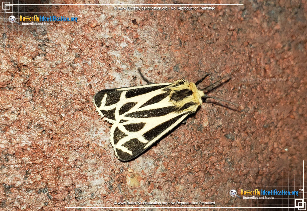 Full-sized image #1 of the Nais Tiger Moth