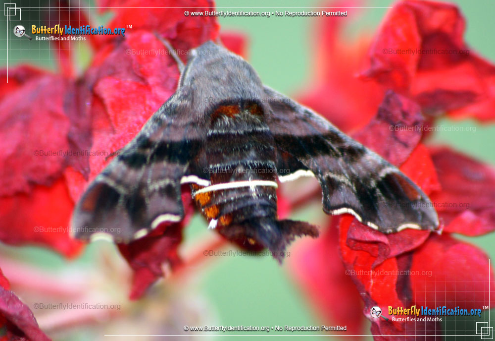 Full-sized image #2 of the Nessus Sphinx Moth