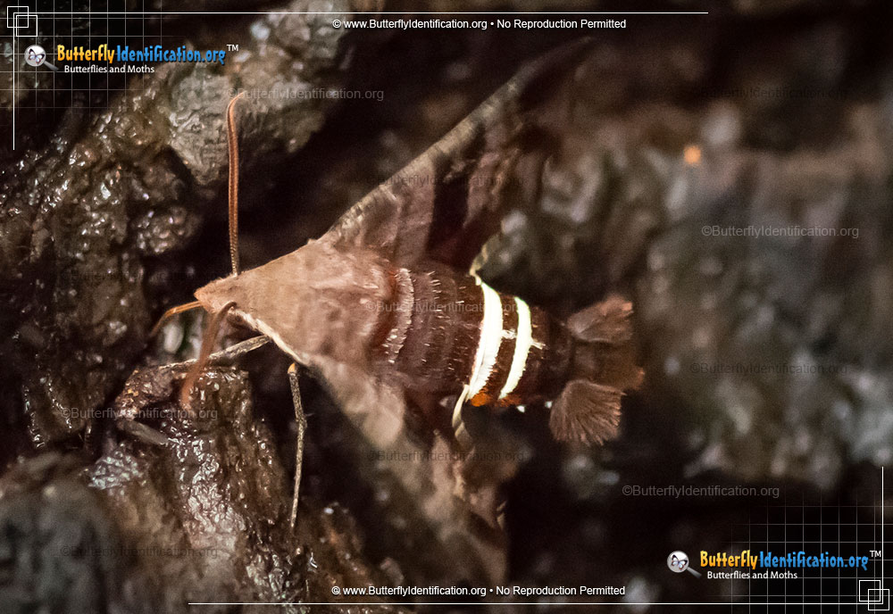 Full-sized image #3 of the Nessus Sphinx Moth