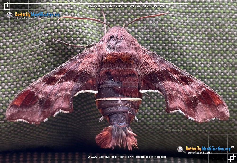 Full-sized image #6 of the Nessus Sphinx Moth