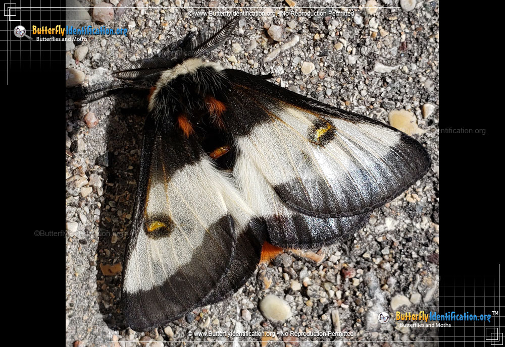 Full-sized image #1 of the Nevada Buck Moth