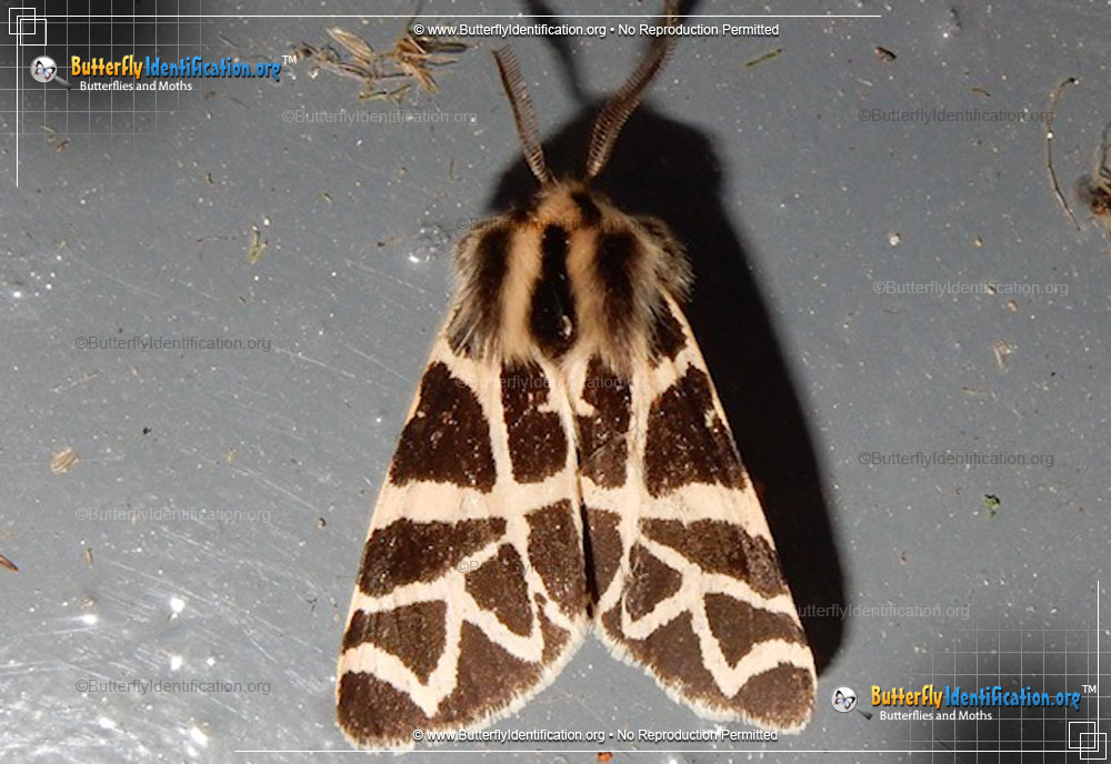 Full-sized image #1 of the Nevada Tiger Moth