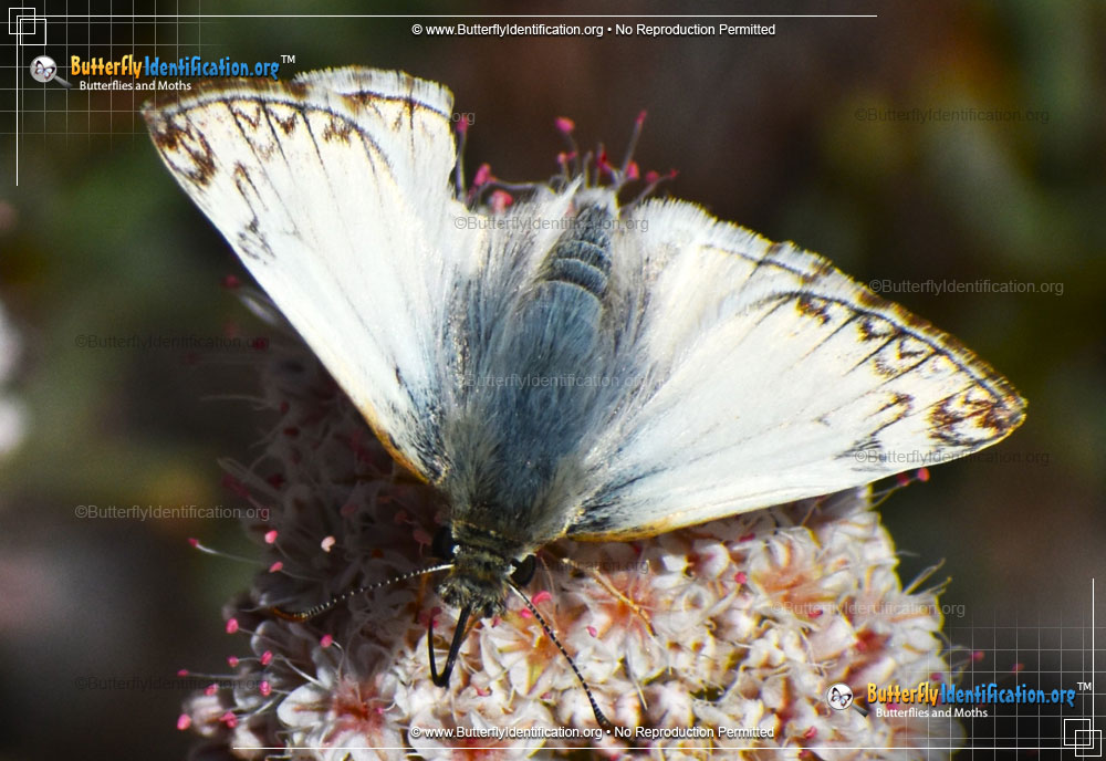 Full-sized image #3 of the Northern White-Skipper