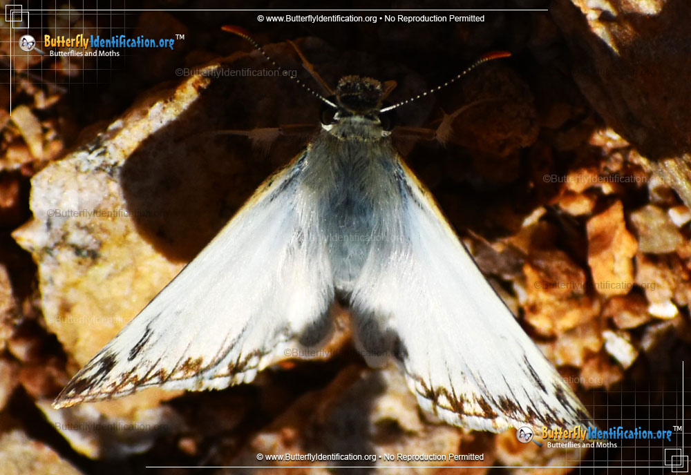 Full-sized image #4 of the Northern White-Skipper