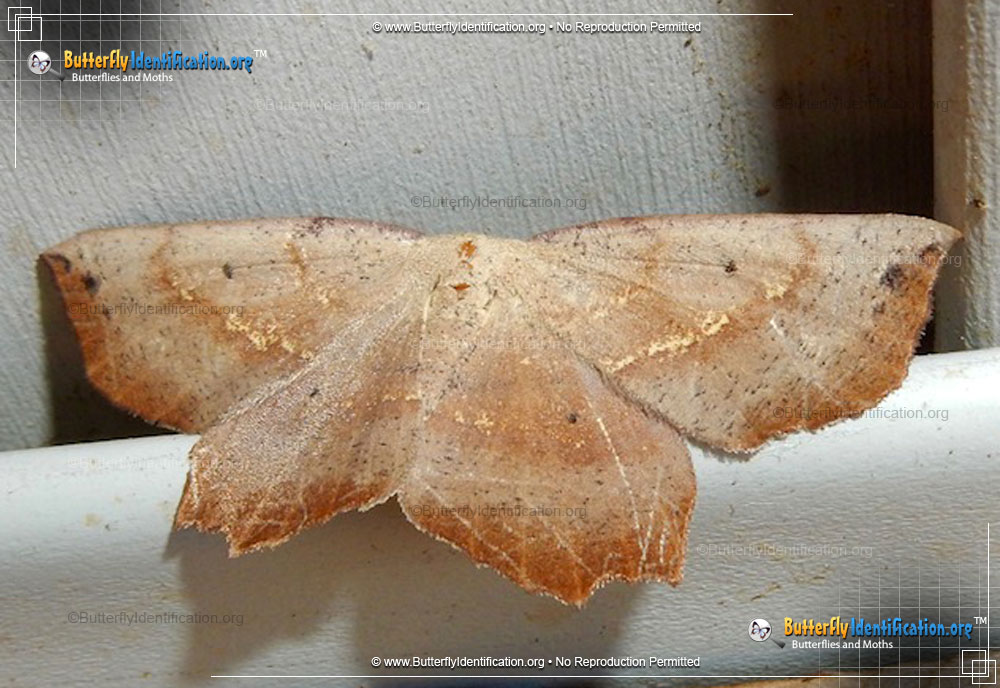 Full-sized image #1 of the Obtuse Euchlaena Moth