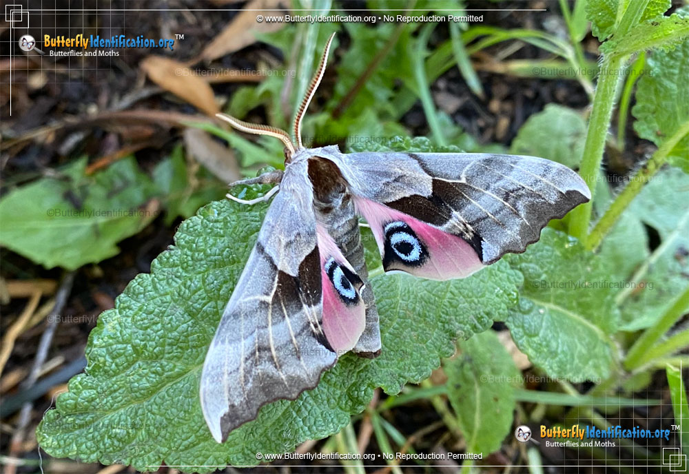Full-sized image #2 of the One-eyed Sphinx Moth