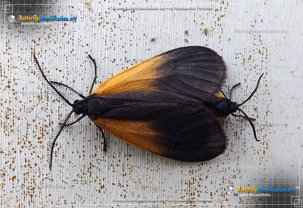 Full-sized image #1 of the Orange-patched Smoky Moth