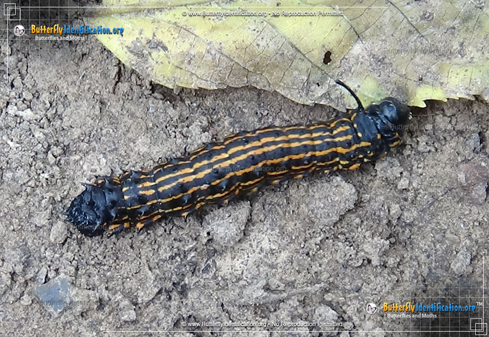 Full-sized image #2 of the Orange-tipped Oakworm Moth
