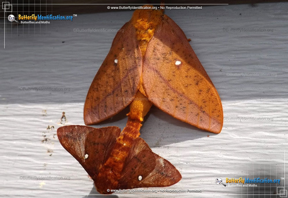 Full-sized image #1 of the Orange-tipped Oakworm Moth