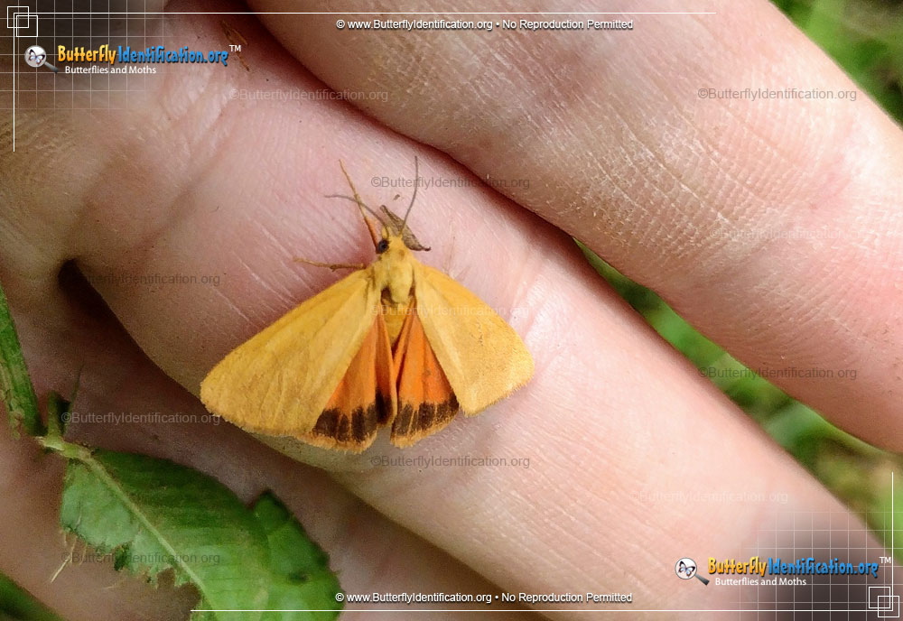 Full-sized image #1 of the Orange Virbia Moth