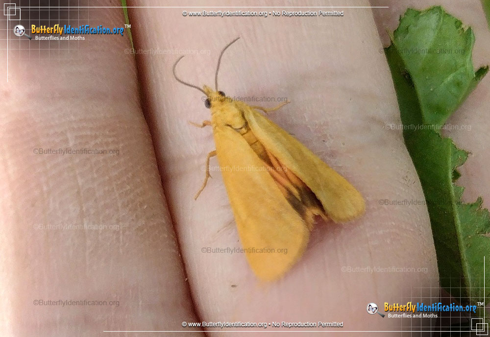 Full-sized image #2 of the Orange Virbia Moth
