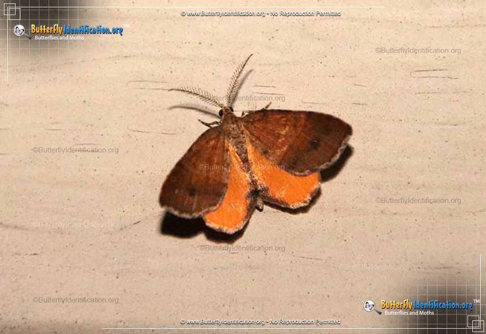 Full-sized image #1 of the Orange Wing Moth