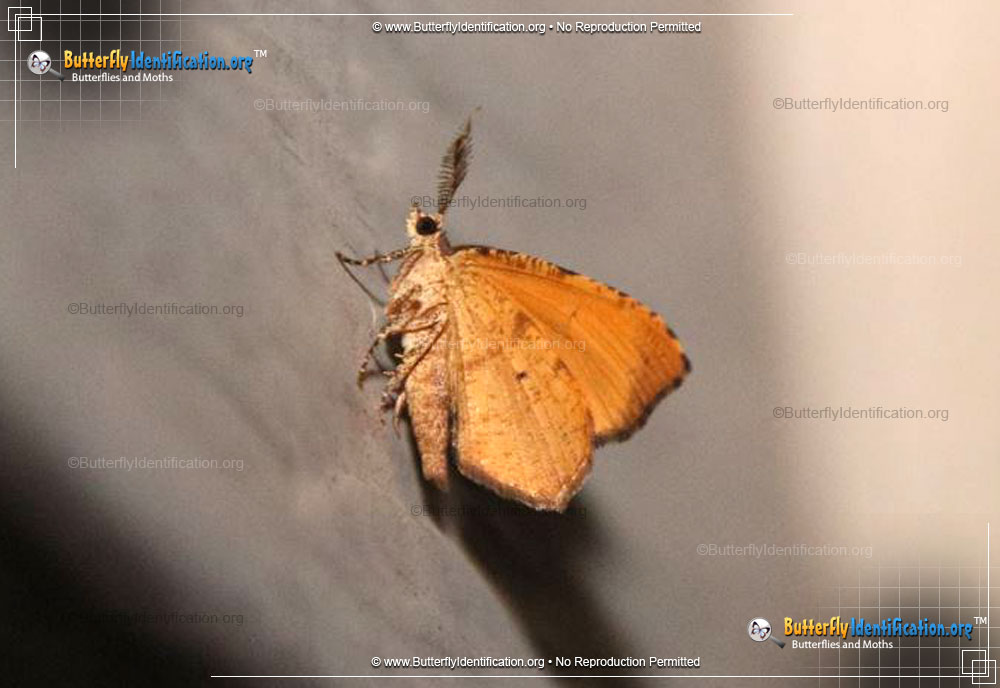 Full-sized image #2 of the Orange Wing Moth