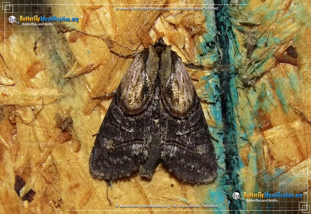 Full-sized image #1 of the Oval Abrostola Moth