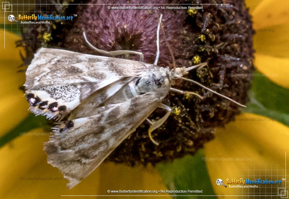 Full-sized image #1 of the Ozark Petrophila Moth