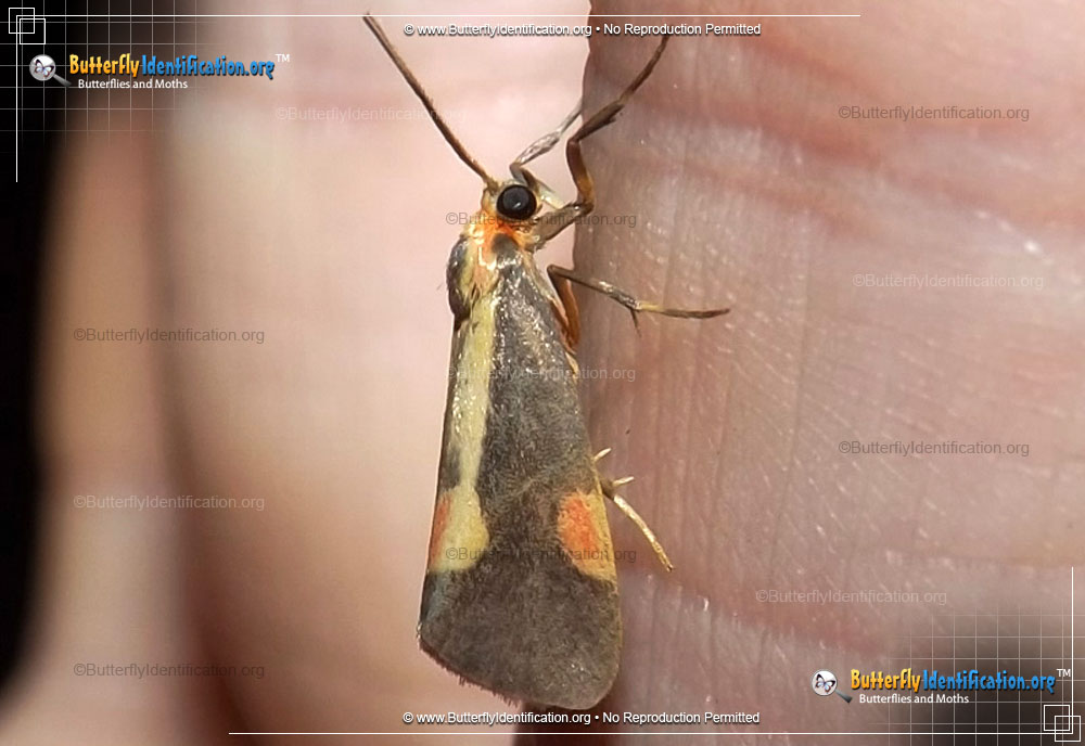 Full-sized image #1 of the Packard's Lichen Moth