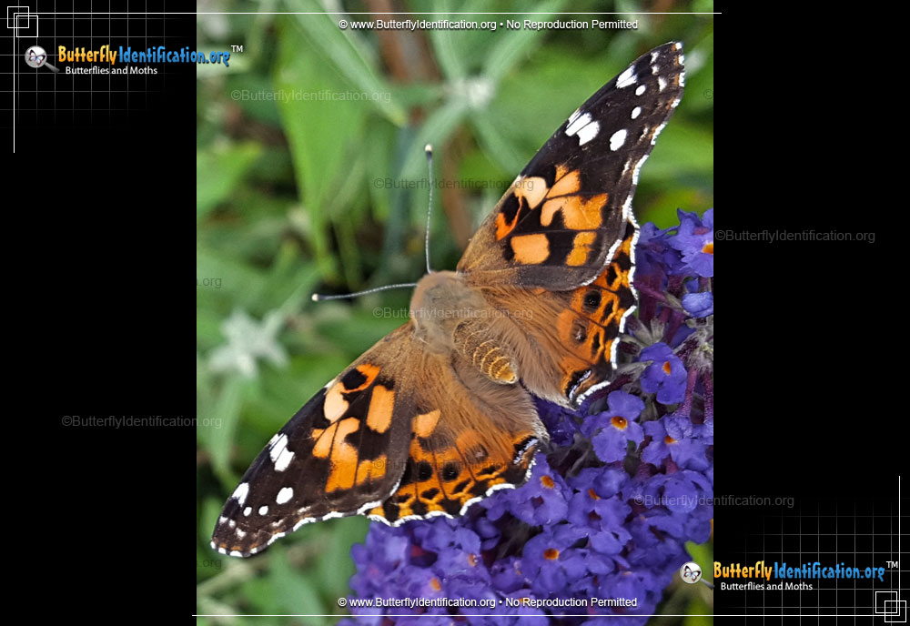 Full-sized image #5 of the Painted Lady Butterfly
